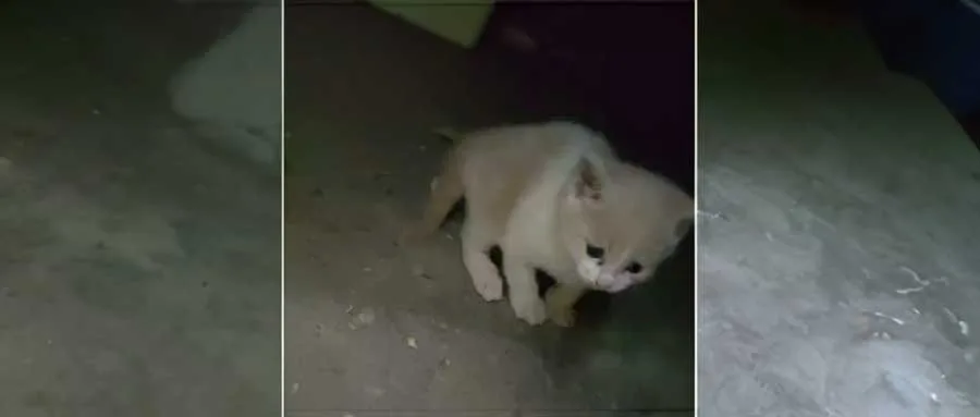 杰克逊：隐藏在储藏室的生命之歌